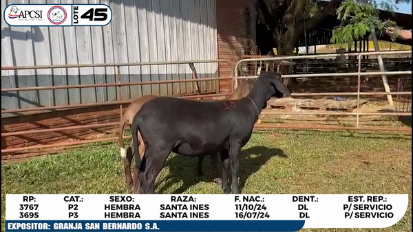 Lote LOTE 45