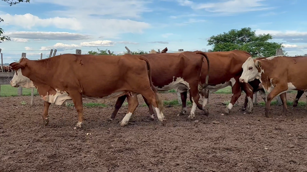Lote 72 Vacas de invernar en Corrientes, Bella Vista