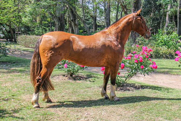 Lote RP 1284 - QUELEN JUERGA