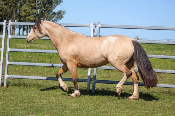 Lote COE FATIGA