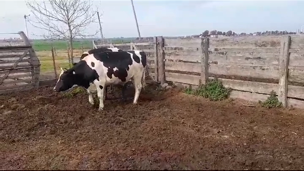 Lote NOVILLOS - VACA GORDOS