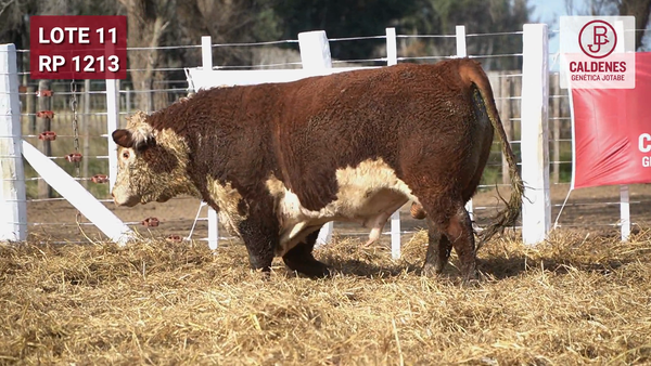 Lote Toro PR