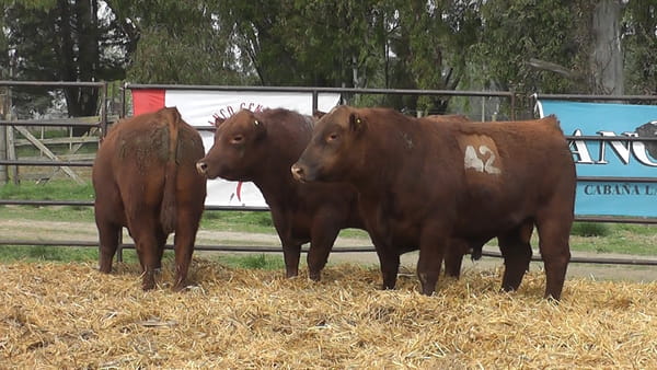 Lote TOROS ANGUS COLORADOS PC
