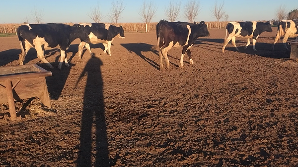 Lote 17 Vaquillonas Holando Argentino preñadas en Freyre, Córdoba