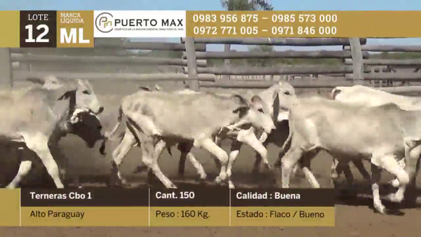 Lote Terneras hasta 170 kg