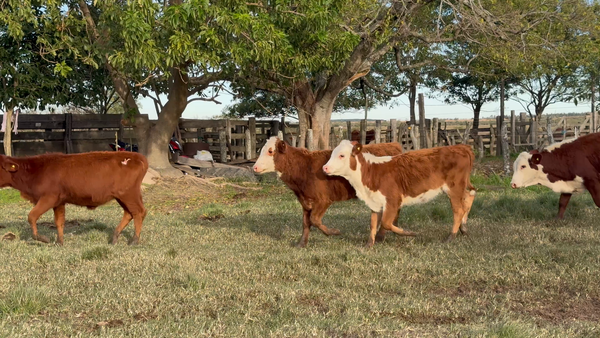 Lote 30 Terneros/as