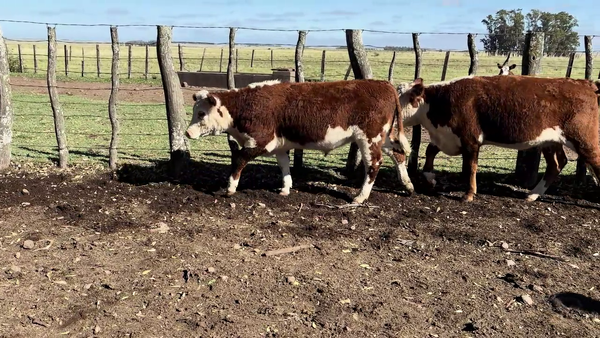 Lote TERNEROS Y TERNERAS