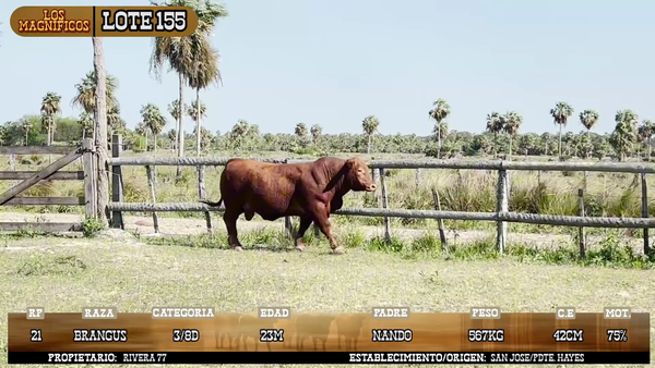 Lote LOTE 155