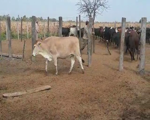 Lote 70 Vaquillonas en Pampa del Infierno, Chaco