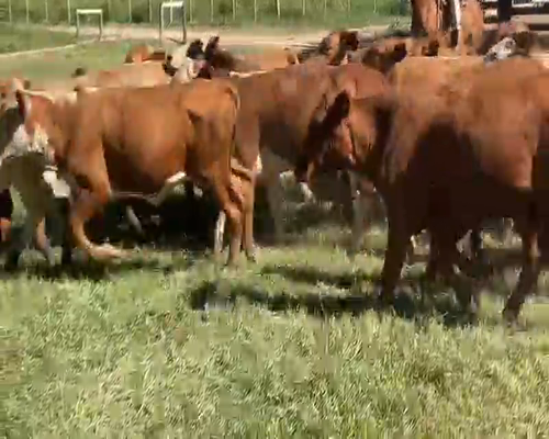 Lote 100 Terneras en El Colorado, Formosa