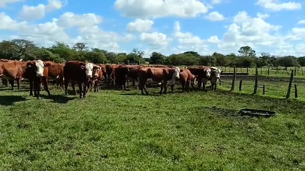 Lote 65 Vacas nuevas C/ gtia de preñez