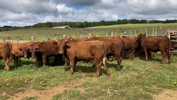 Lote 20 Novillo Engorda en Coyhaique, XI Región Aysén
