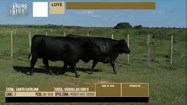 Lote LOTE 59 - 2 VAQUILLAS PREÑADAS CBO 0