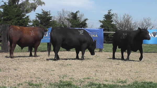 Lote TOROS ANGUS PURO CONTROLADO