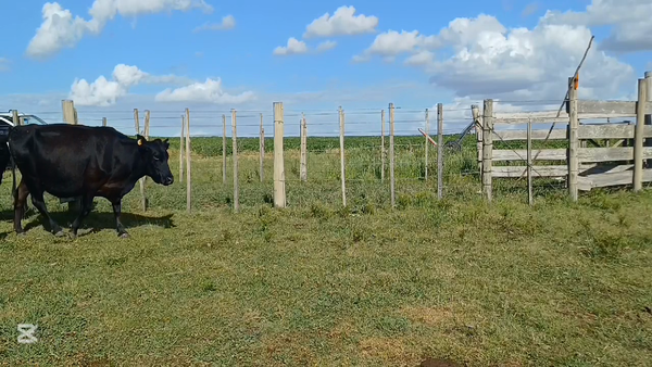 Lote VACAS ENTORADAS