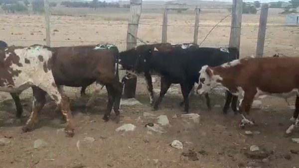 Lote 18 Terneros Cruza,  Hereford,  Angus,  Holando en Ruta 23 Km 122