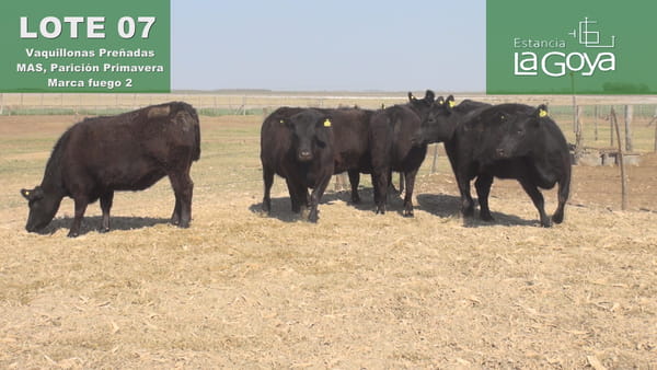 Lote VAQUILLONAS PREÑADAS MAS PARICIÓN PRIMAVERA