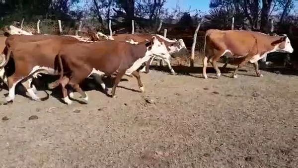 Lote 70 Vacas medio uso C/ gtia de preñez en Federal, Entre Ríos