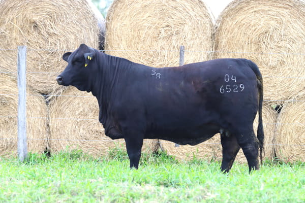 Lote LOTE 9