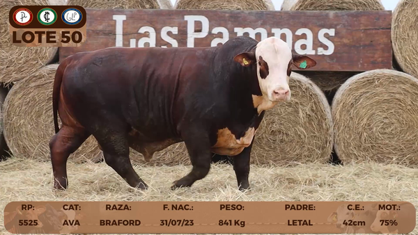 Lote LOTE 50