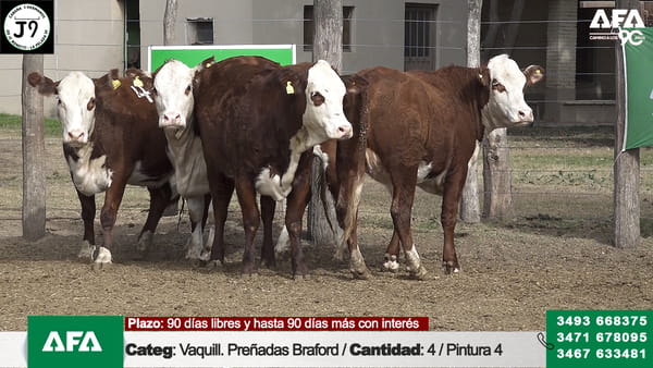 Lote "Cabaña ""3 HERMANOS"" Vaquillona Preñada"