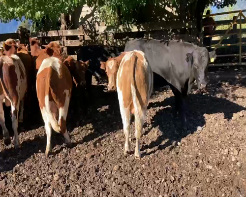 Lote 30 Torete en Aysén, XI Región Aysén