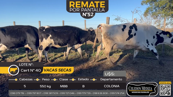 Lote 5 Vacas preñadas en Estanzuela, Colonia