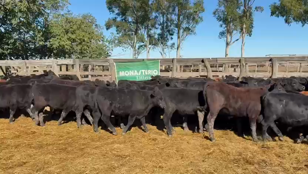 Lote 70 Terneros en Entre Ríos, San Salvador