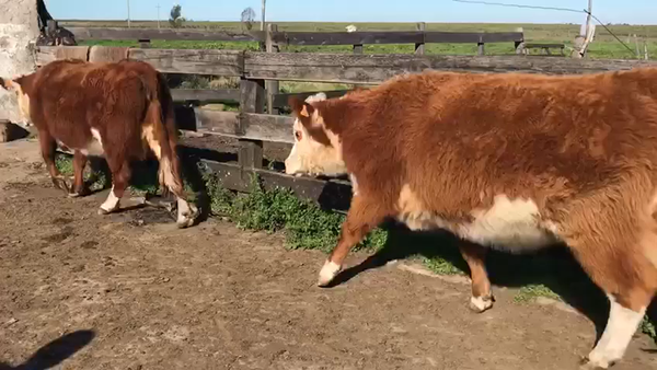 Lote VACAS PREÑADAS