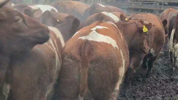 Lote 45 Vaquilla Gorda en Yerbas Buenas, VII  Región Maule