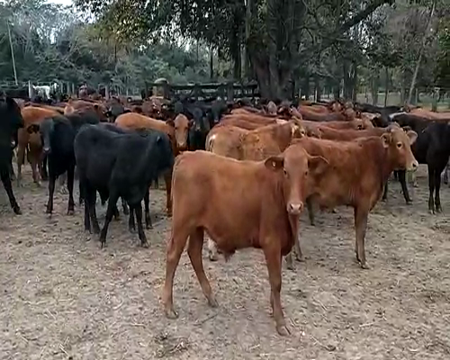 Lote 220 Terneros en Misión San Fco., Formosa