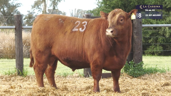 23 -  40508C — TOROS ANGUS PURO CONTROLADO