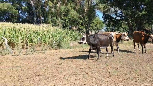 Lote VACAS DE INVERNADA