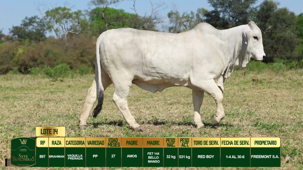 Lote LOTE 14