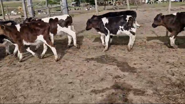 Lote 50 Terneros Holando en Ruta 1 Km 75