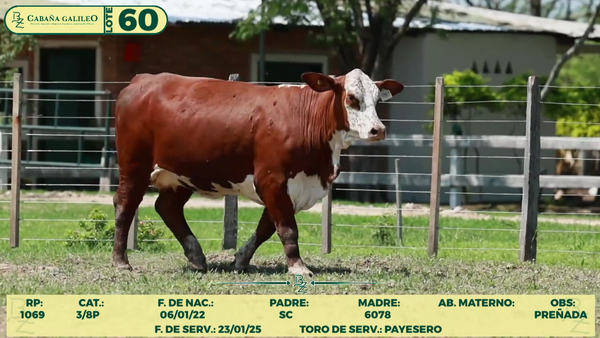 Lote LOTE 60