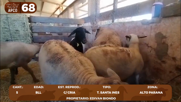 Lote LOTE 68 -POR PANTALLA