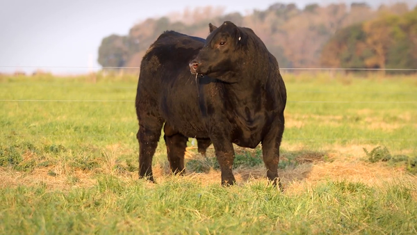 Lote TOROS PP DESTACADOS