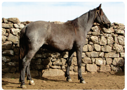 Lote Aruera Gaitera