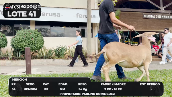 Lote LOTE 41 - BOZAL