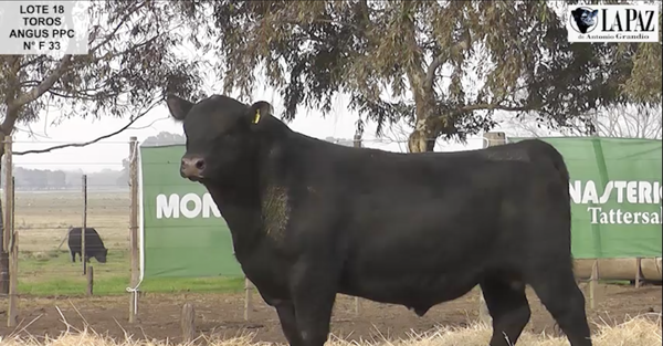 Lote TOROS PUROS POR CRUZA