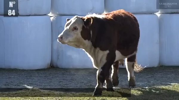 Lote 1 Toro en Coyhaique, XI Región Aysén