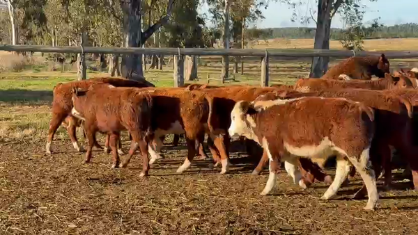 Lote 66 Terneros