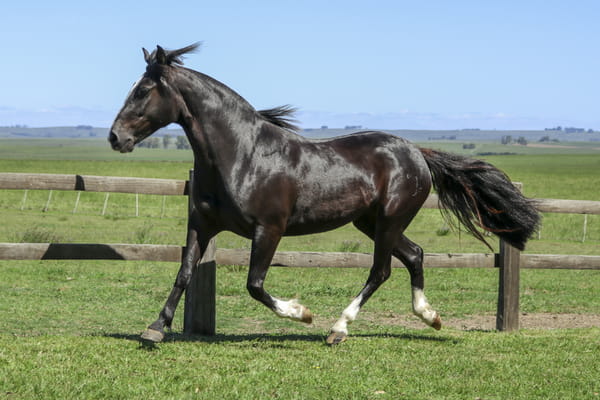 Lote LAQUINTA DE SAN IGNACIO