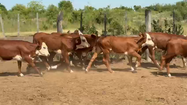 Lote 80 Terneros/as