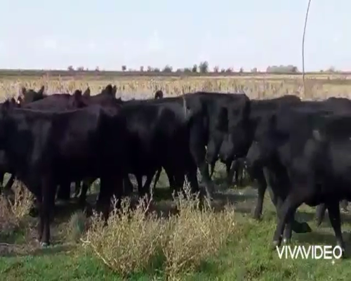 Lote 39 Vaquillonas en Tapalqué, Buenos Aires