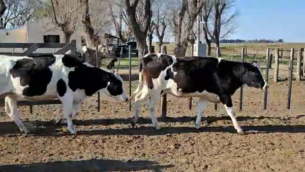 Lote Agrop. Don Roque