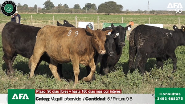 Lote """EL MATACO"" VAQUILLONAS PARA SERVICIO