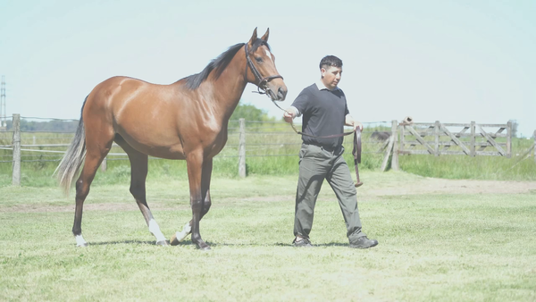 Lote CURSI NIK (NICODEMUS -  CURSI GULCH)