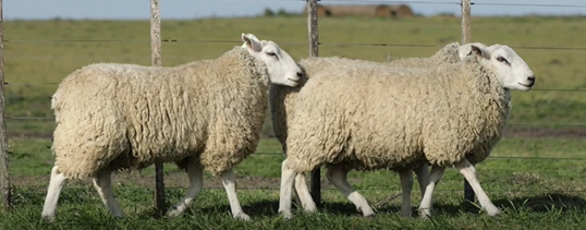 Lote CARNEROS(CORRAL 57)